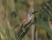 Bearded Reedling