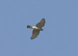 Goshawk