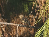 Red-breasted Flycatcher