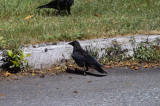 Northwest Crow