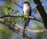 Black-billed Cuckoo, Point Pelee