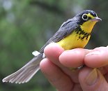 Canada Warbler, Long Point