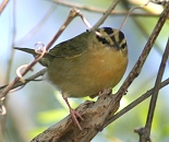 Worm-eating Warbler, Point Pelee