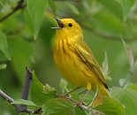 Yellow Warbler, Point Pelee