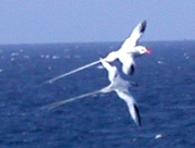 Red-billed Tropicbird