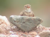 Bar-tailed desert lark