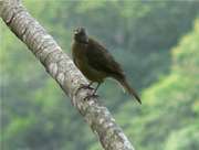 Clay-colored robin 