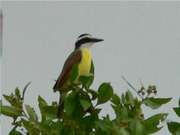 Great kiskadee