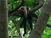 White-faced capuchin monkey