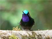 Purple-throated mountain-gem