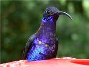 violet sabrewing