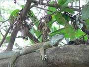 Green iguana