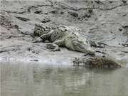 American crocodile