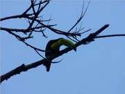 Keel-billed toucan