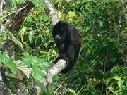 howler monkey