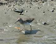 Pectoral Sandpiper