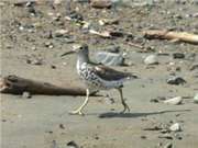 Spotted sandpiper