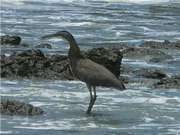 Bare-throated tiger-heron