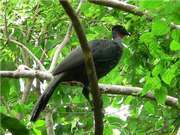 Crested guan