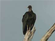 Black vulture