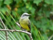 Tropical kingbird