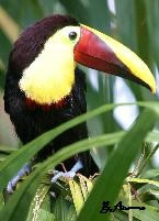 Chestnut-mandibled Toucan