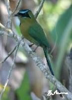 Blue-crowned Motmot 