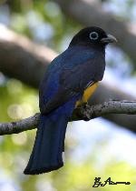 Black-headed Trogon