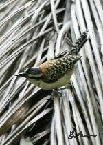 Rufous-naped Wren 