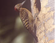 Hispaniola woodpecker
