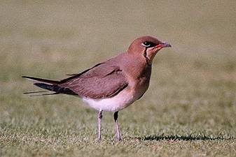 Collared Pratincole