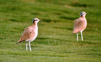 Cream-coloured Coursor