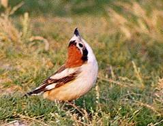 Woodchat Shrike