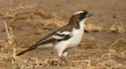 White-browed Sparrow-weaver