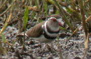 Three-banded Plove