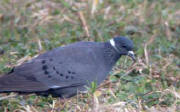 White-collared Pigeon