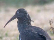 Wattled Ibis