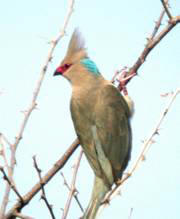 Blue-naped Mousebird