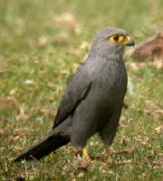 Grey Kestrel