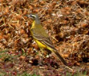 Yellow Wagtail ssp beema