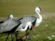 Wattled Cranes