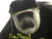 Black and white Colobus