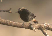 Mourning/Schalow's Wheatear lugubris sp.