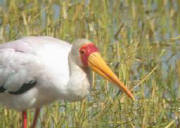 Yellow-billed Stork