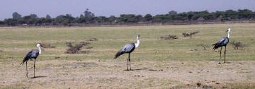 Wattled Cranes