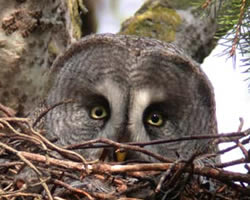 Great Grey Owl