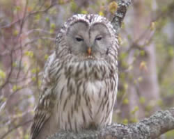 Ural Owl