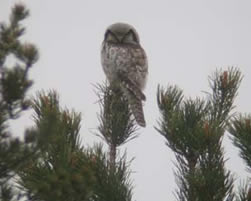 Hawk Owl