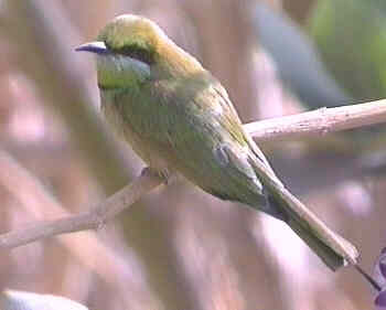 Little Green Bee-eater