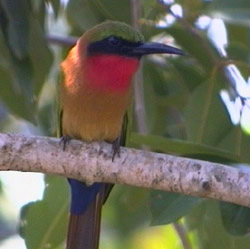 Red Throated Bee-eater